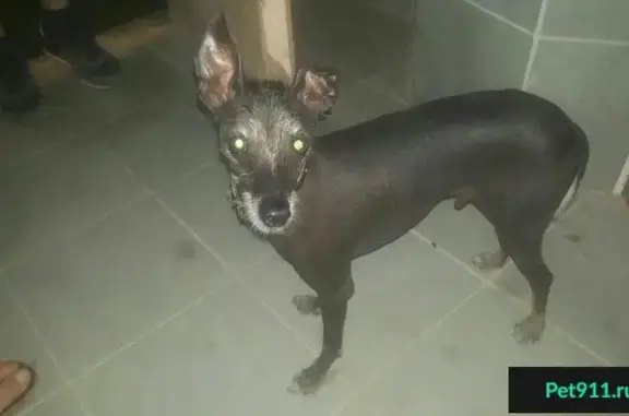 Найдена хохлатая собака в Подольске на Б. Серпуховской, ласковый мальчик с травмированным ухом.