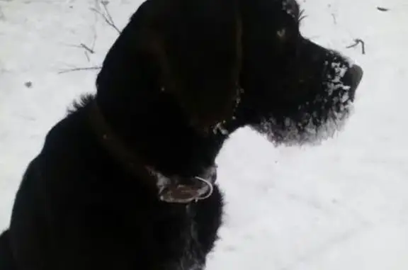 Пропала собака-девочка в Астрахани