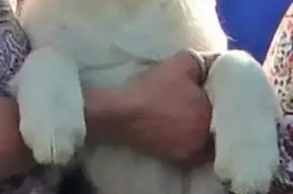 Собаки потеряшки, Калуга, фото: Потеряшка собака в Калуге, деревня Тимашево