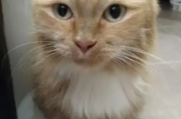 Найдена рыже-белая кошка на ул. Юных Ленинцев в Москве