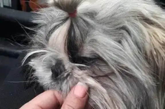 Пропала собака в Сельмаше, Ростов-на-Дону