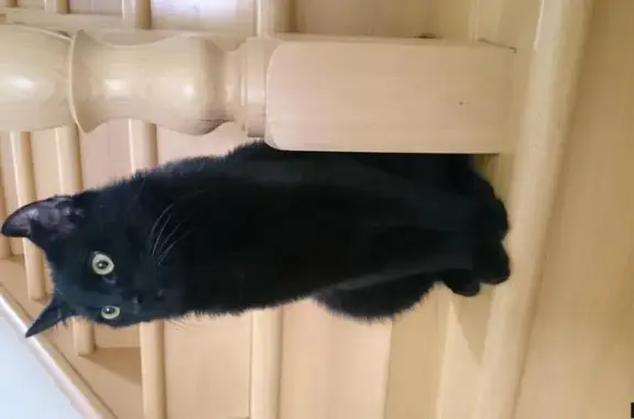 Пропала чёрная кошка в Железноводске