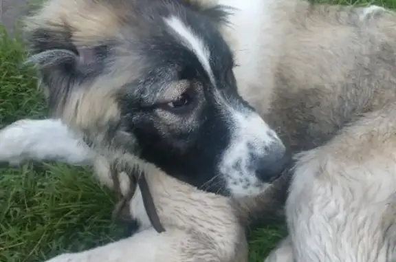 Пропала собака на Совнаркомовской, Нижний Новгород