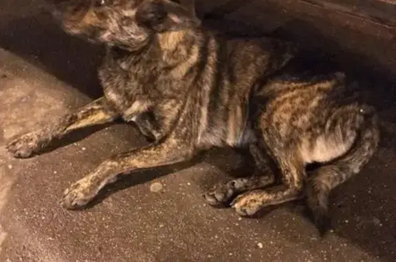 Найдена собака окраса тигра возле метро ВДНХ