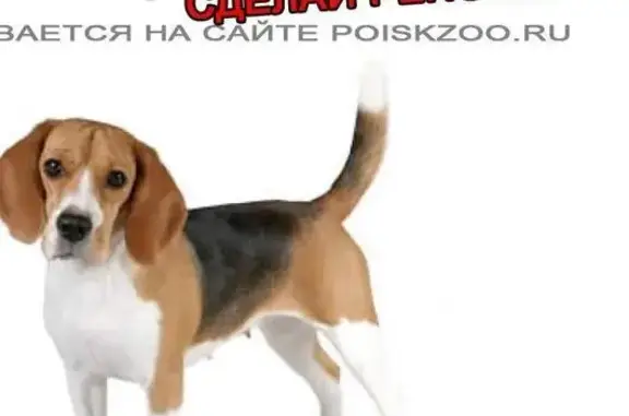 Пропала собака бигль в Бескудниковском районе Москвы