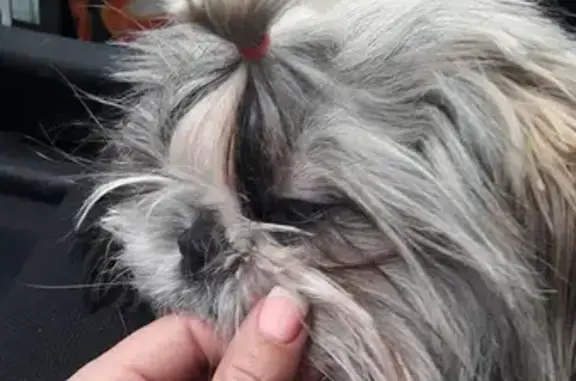 Пропала собака шитцу с красными резиночками в Ростове-на-Дону