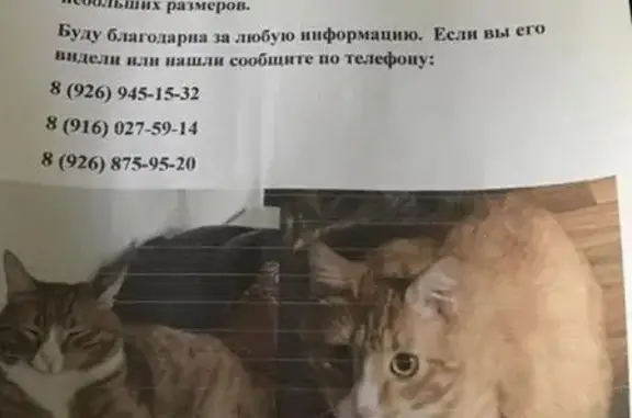 Пропал кот рыжик, метро Владыкино, ул. Гостиничная д6