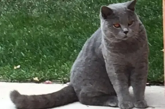 Кошки потеряшки, коттеджный посёлок Чистые пруды, фото: Потеряшка кот в поселке 