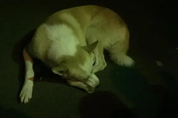 Найдена собака около Ставропольской д76 в Люблино
