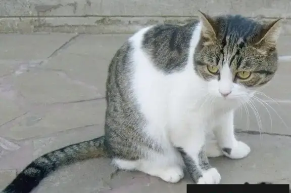 Пропал кот Кузя в Ступинском районе, вознаграждение за помощь.