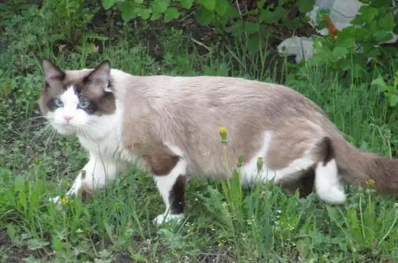 Пропал крупный пушистый кот Федот в Йошкар-Оле, район Сомбатхея, Ленинский проспект, дом 10.