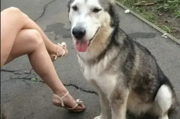 Найдена собака в СПб, Кировский р-н, 12.08.2017