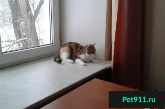 Пропала домашняя кошка в Уфе на Орджоникидзе, 16.08.2017