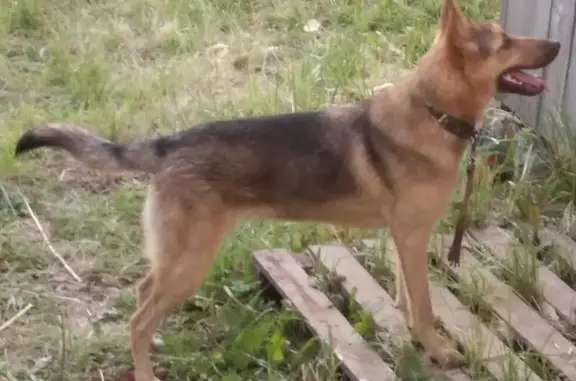 Пропала собака в Казани, садовое общество Адонис
