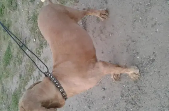 Найдена собака на пляже Верхнего Услона