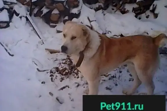 Пропала собака БОРМАН в районе Бабарынка, Тюмень