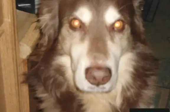 Пропала собака в Электростали: крупный мальчик шоколадного окраса, кличка Дон.