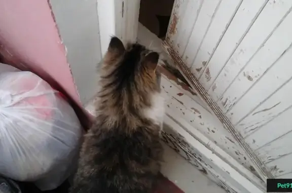 Пропала кошка по адресу в пос. Волховец, ул. Садовая д. 12