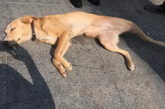 Найдена собака у магазина Афимол на Пресненской набережной 2