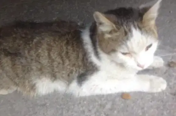 Найдена истощенная кошка в Самаре