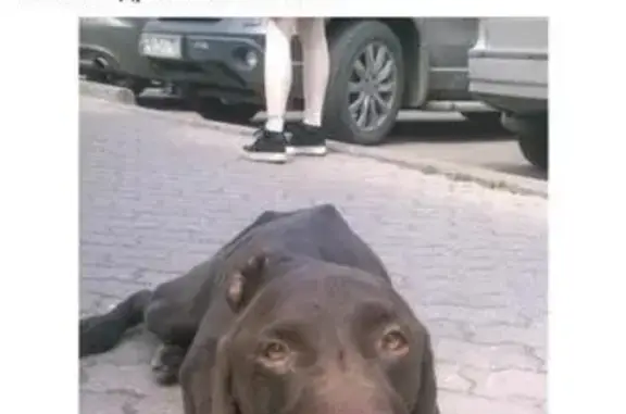 Найдена собака у дороги, КПП Краснознаменск, Московская область