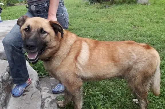 Собака с жёлтой биркой и тёмным ошейником найдена в Ленинградской области
