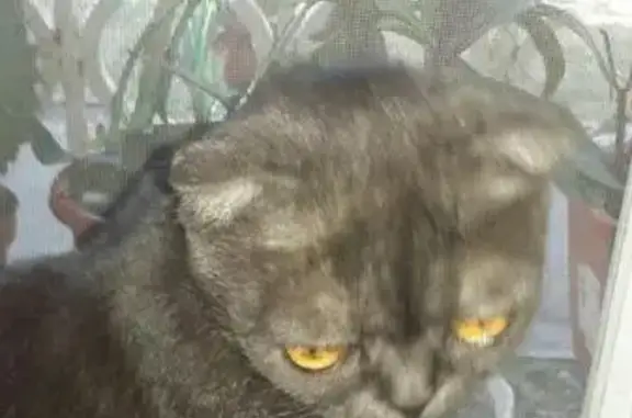 Найдена кошка в Ростове на Западном, пер. Жлобинский 25