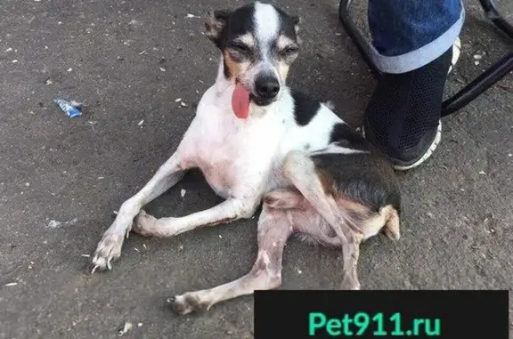 Пропала собака в Егорьевске, найден кобель Чихуахуа в плачевном состоянии