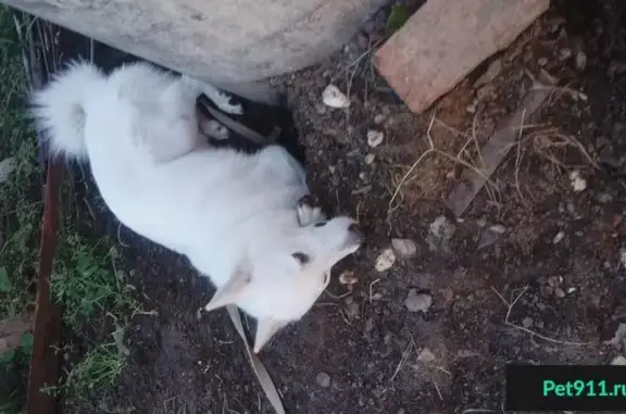 Пропала белая собака в Г. Саранск, ул. Герцена, 8