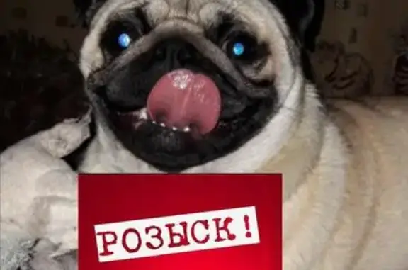 Пропала собака в Натухаевской, Краснодарский край
