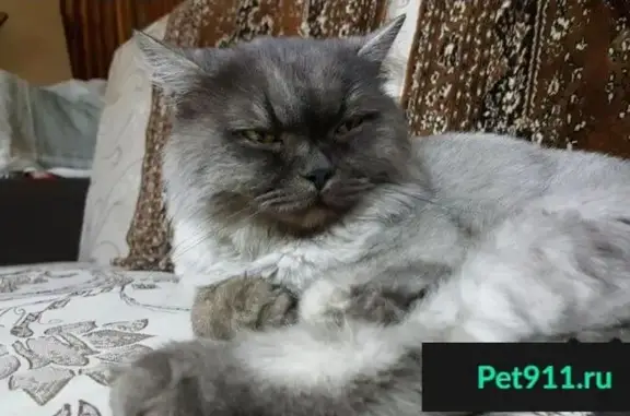 Найден серый кот в Невьянском городском округе