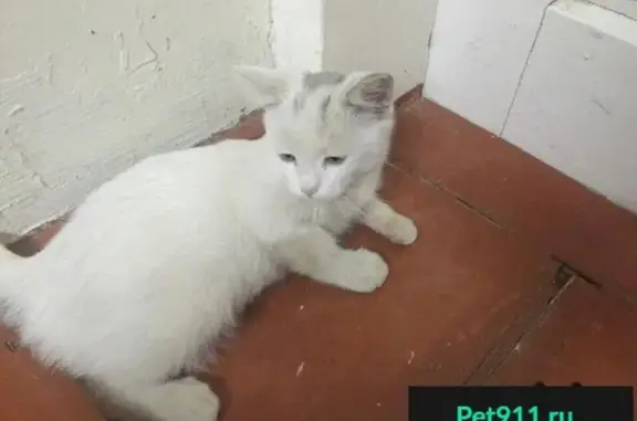Пропал кот в Славянске-на-Кубани