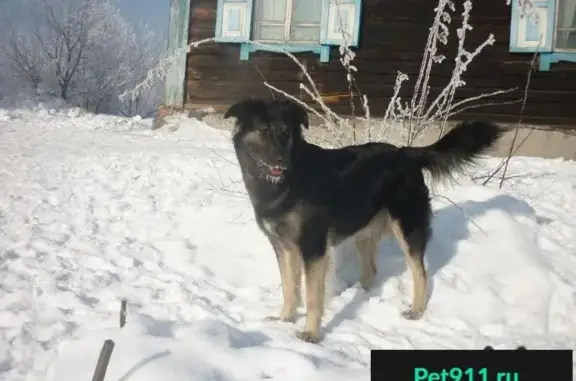 Пропала крупная чёрная собака в Новокузнецке на Кузнецком переулке.