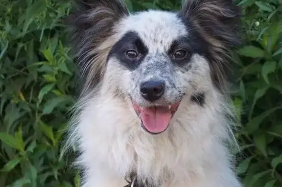 Пропала собака Мила в Томске, нужна помощь! #ТОМСК