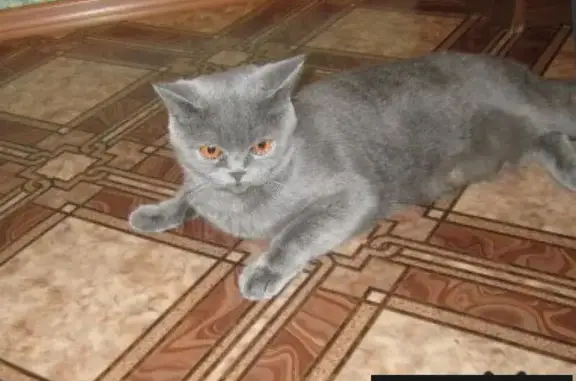 Кошки потеряшки, Тимофеевка, фото: Потеряшка кошка на СНТ 