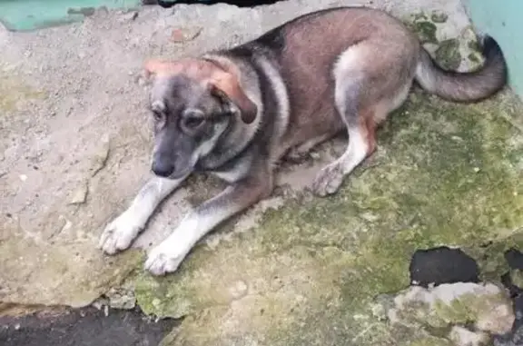 Собака Песик ищет хозяина в Саранске