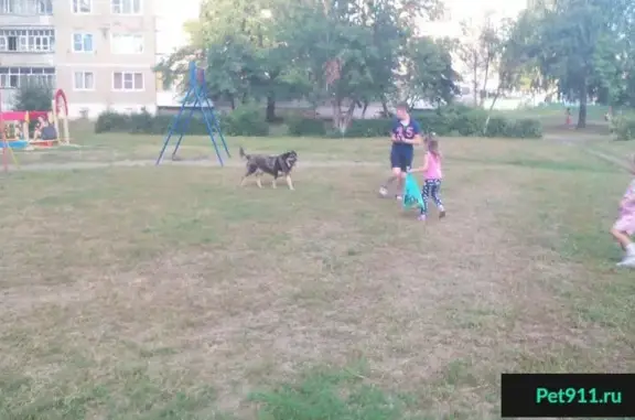 Найден игривый пес в Саранске, у подруги в районе Светотехстрой
