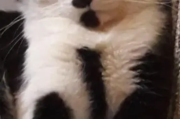 Кошки потеряшки, Кривляево, фото: Потеряшка кот Борман на левом берегу, вознаграждение за информацию.