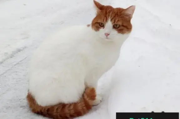 Пропал кот Гарфилд в поселке Шишкин Лес, Москва