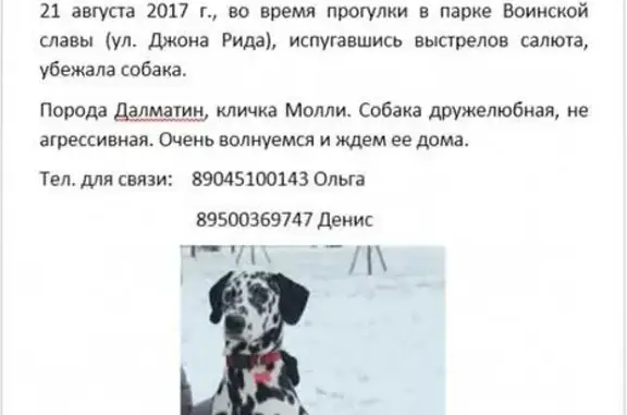 Пропала собака Молли на ул. Джона Рида, СПб