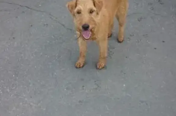 Найдена собака на Оренбургской, 1