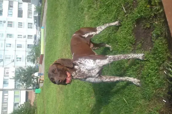 Пропала собака с белой кисточкой на хвосте в Хабаровске, ул. Стрельникова, 18.
