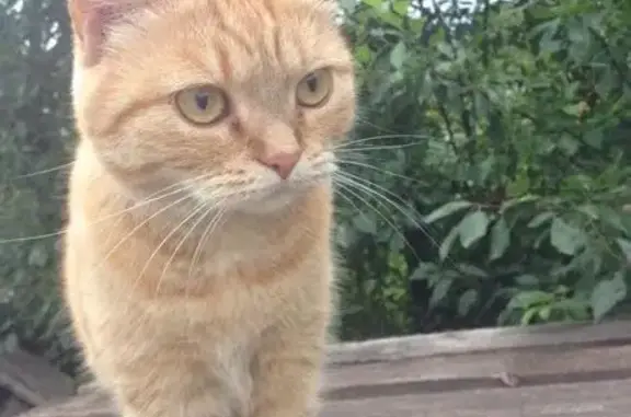 Потерялась рыжая кошка в СНТ Каменный Луг
