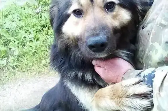 Собака ищет хозяев в Обнинске, Калужская область, СНТ Восток.
