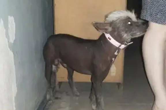 Собака найдена в Калининском районе, звоните!
