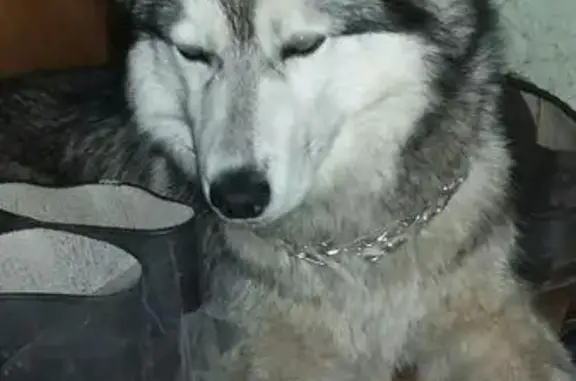 Найдена собака с пятнышком в Ленобласти, 41К-065