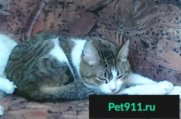 Пропала кошка Сосиска в Москве