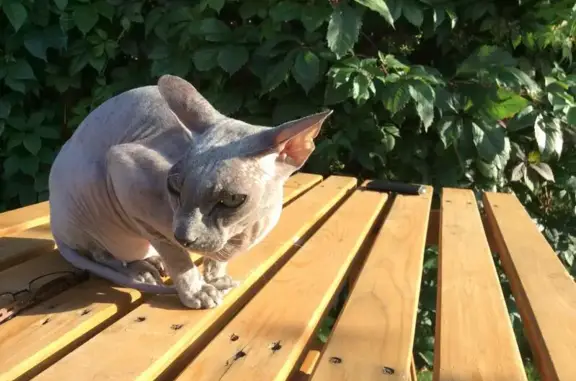 Пропала больная кошка в Зеленогорске, нуждается в уколах.
