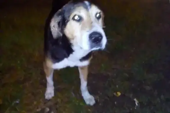 Найдена черно-рыжая собака с чипом на ухе