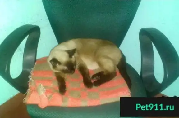 Найдена сиамская кошка в микрорайоне Отрадном